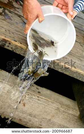 Old hands and young hand holding bucket with crabs of the species Carcinus maenas which is being emptied. Photographed in Denmark.