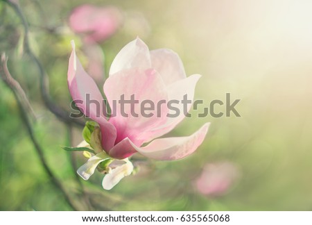 Flower Magnolia