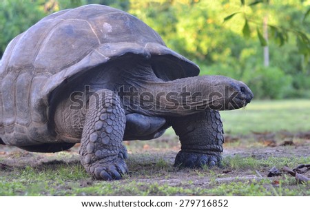 Giant tortoise (Geochelone gigantea). Bird Island, Seychelles. - Stock ...