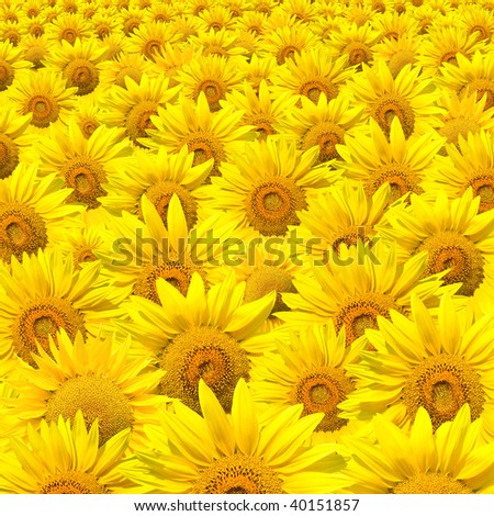Crowded Sunflowers field