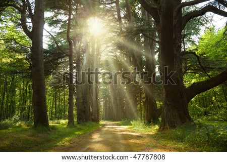Sunbeams trough cedar trees at  Cheverny Chateau park. France