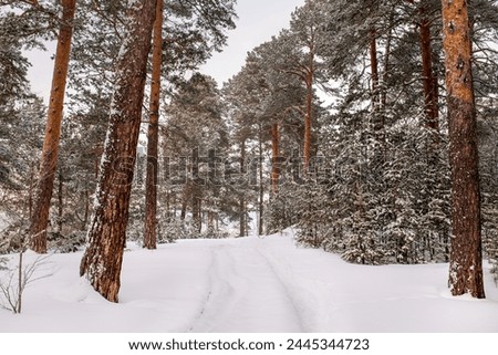 Image, Stock Photo Forest path in winter with mud and large puddles in which the trees are reflected