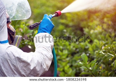 Weed insecticide fumigation. Organic ecological agriculture. Spray pesticides, pesticide on fruit lemon in growing agricultural plantation, spain. Man spraying or fumigating pesti, pest control. Zdjęcia stock © 