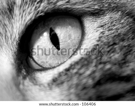 Cat\'s Eye - Close-Up. Details of a cat\'s eye looking directly at camera.