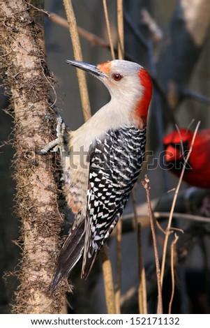 Red Bellied Woodpecker Perched And Resting, Melanerpes carolinus