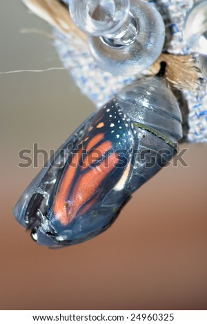 Butterfly Chrysalis, Monarch, Danaus plexippus, Emergent Sequence Image Number 2 of 6