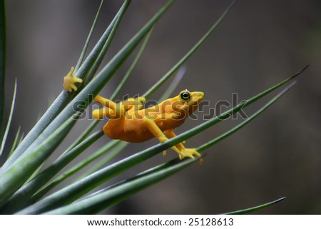 Panamanian Golden Frog, Atelopus zeteki, The All Yellow Variety
