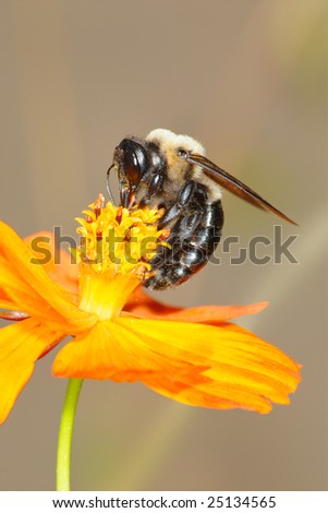 A Carpenter Bee Nectaring On An Orange Flower, Xylocopa micans