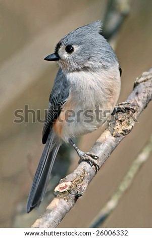 Tufted Titmouse, Parus bicolor, Looking Over The Shoulder