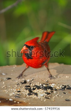 Red Bird, A Northern Cardinal Male Partaking Of A Free Lunch, Cardinalis cardinalis