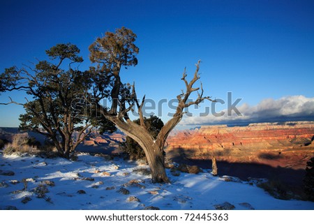 Fresh Winter Snow At Grand Canyon National Park, Arizona, East Rim