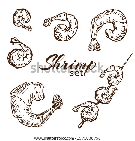 vector Hand drawn engraved shrimp or prawn illustration isolated on white background. Outline sketch of roasted seafood. Grilled shrimp skewers in vintage style collection. Tasty cooked fried prawns