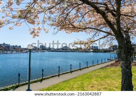 Songhees Point Park Walkway. Full bloom cherry blossom during springtime. Victoria Inner Harbour. Victoria, BC, Canada. ストックフォト © 