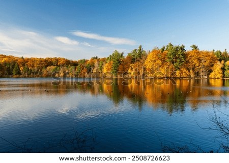 Similar – Image, Stock Photo Autumn leaves of maple, oak and beech lie on the blue water, in which also treetops are reflected