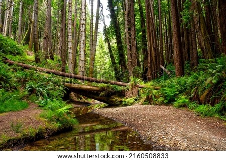 Similar – Image, Stock Photo Stream in the forest in winter with snow