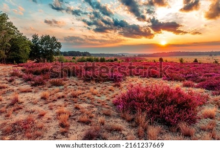 Photo of Meadow flowers at dawn landscape. Flowering meadow at dawn. Flowers at dawn. Beautiful sunrise over meadow flowers