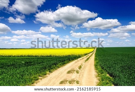 Rural road to rapeseed field. Rapeseed field road landscape. Agriculture field road. Road to rapeseed fields Foto stock © 