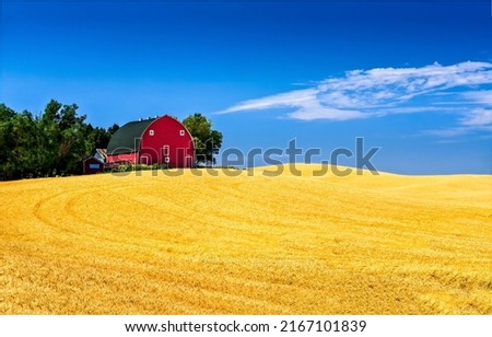 Barn house in a wheat field. Wheat field landscape. Wheat field in clear day. Wheat field - blue sky Foto d'archivio © 