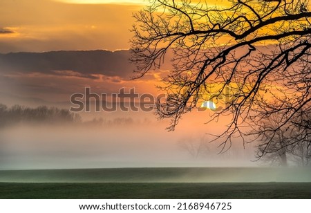 Similar – Image, Stock Photo Tree in the fog Nature