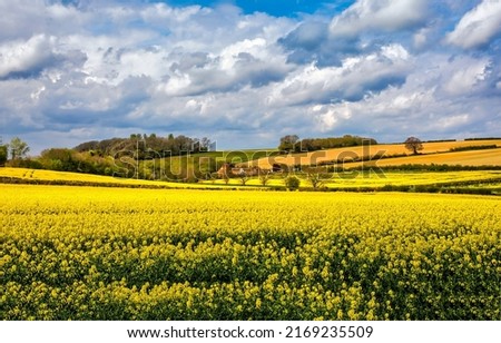 Rapeseed field on agricultural land. Agriculture rapeseed field landscape. Rapeseed field landscape. Yellow rapeseed field landscape Foto stock © 