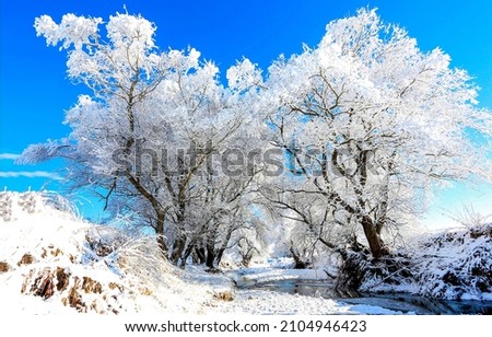 Trees in the snow landscape. Winter snow scene. Winter nature in snow. Winter snowy trees landscape