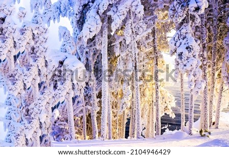Frozen trees in a winter snow forest. Winter snow forest trees. Pine tree forest in winter snow season. Winter snow scene