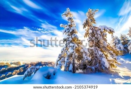 In the winter snow forest. Winter snow forest scene. Snow covered fir trees in winter forest. Snowy winter forest landscape