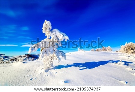 A snow covered tree in winter. Winter snow scene. Snow covered tree in winter nature. Snowy winter nature landscape