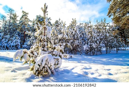 Snow in the winter forest. Winter snow forest scene. Winter forest landscape