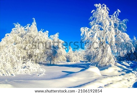 In the winter snow forest. Snowy winter forest landscape. Winter snow scene. Snow covered winter forest landscape