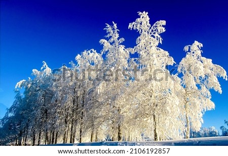 Trees covered with snow and frost in winter. Snow covered trees in winter landscape. Winter snow scene. Snowy winter landscape