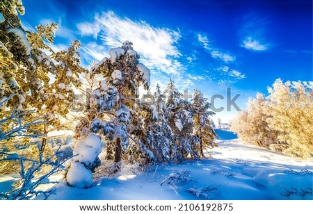 Nature in the winter snow forest. Winter snow landscape. Snowy winter forest landscape. Winter snow scene