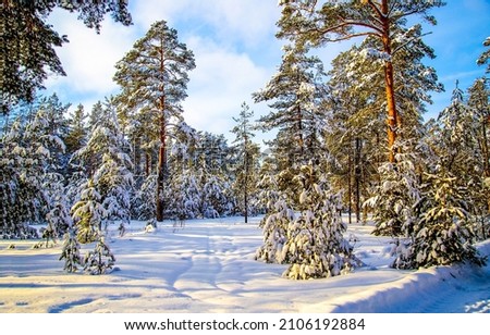 In the winter snow forest. Snowy forest in winter season. Winter in forest