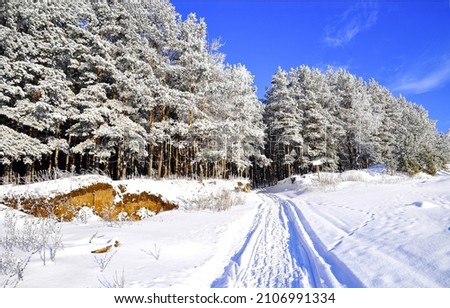 Snow trail in the winter forest. Winter snow forest landscape. Winter snow scene