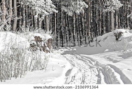 Snow trail in the winter forest. Winter snow forest. Winter snow forest trail