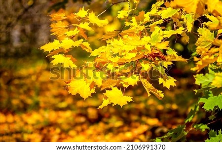 Golden autumn maple leaves view. Autumn maple leaves. Goldewn autumn scene. Autumnal background