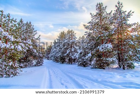 Winter snowy forest landscape. Snow in winter forest