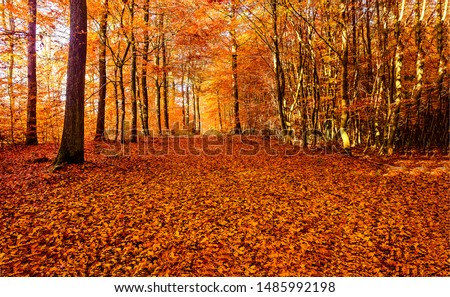 Similar – Image, Stock Photo Forest path in November