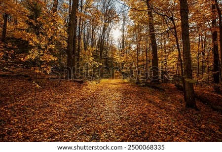 Image, Stock Photo Forest path in autumn with evening light