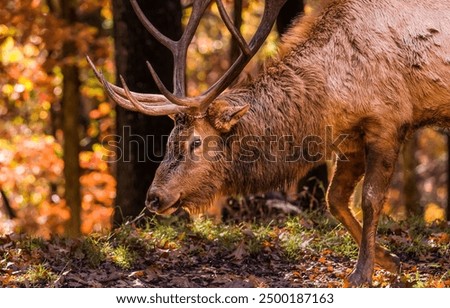 Similar – Image, Stock Photo stag Nature Animal Deer