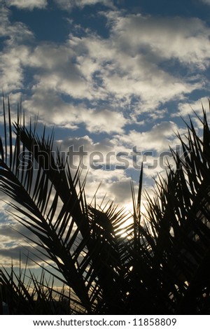 Silhouette of palm trees against a blue sky with white clouds at sunset
