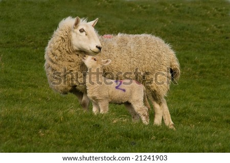 Cute little lamb and sheep against grass on a field