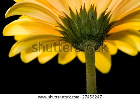 Yellow gerbera, from below, isolated against black background
