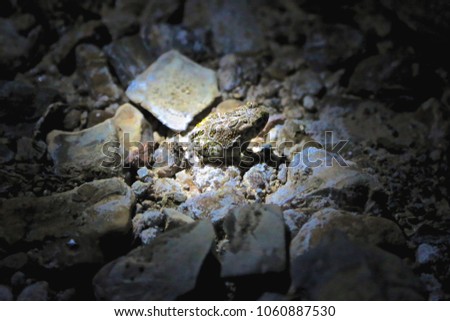 Similar – Image, Stock Photo Toad in flashlight light