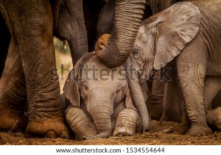 Two baby elephants interact whist an adult gently touches them her trunk.   Elephants are known for their strong family bonds and caring by and for every member of the herd. 