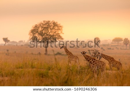 A tower Rothschild's giraffe ( Giraffa camelopardalis rothschildi) in a beautiful light at sunrise, Murchison Falls National Park, Uganda.