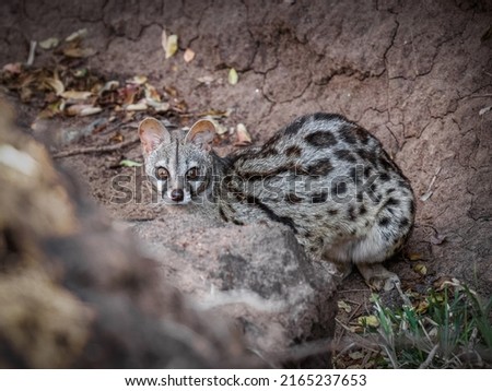 Nocturnal large-spotted genet (Genetta tigrina) in natural habitat, Hluhluwe – imfolozi Game Reserve, South Africa. Stockfoto © 