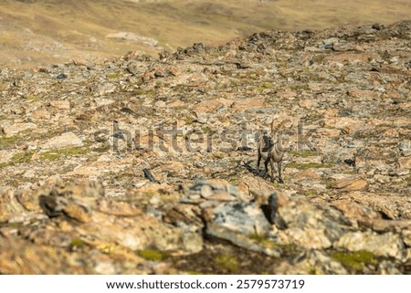 Similar – Image, Stock Photo steinbock Wildlife Animal