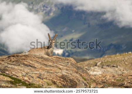 Similar – Image, Stock Photo steinbock Wildlife Animal
