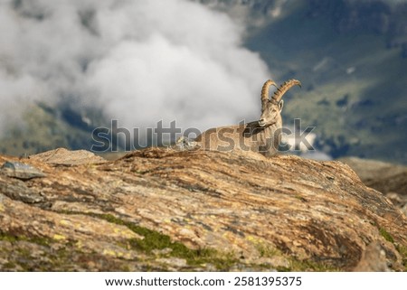 Similar – Image, Stock Photo steinbock Wildlife Animal